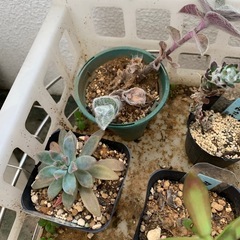 多肉植物☆10鉢の画像