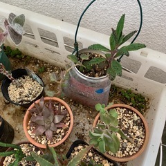 多肉植物☆10鉢の画像