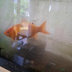 和金魚　譲ります　約12cm