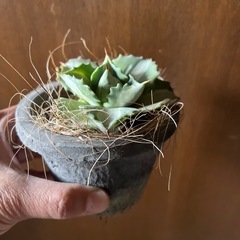 アガべ　王妃雷神錦〔白斑〕の画像