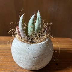 アロエライツィー
