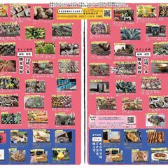 5/11、5/18は「多肉もろもろ市場」フードブースで買うと多肉クジが引ける - フリーマーケット