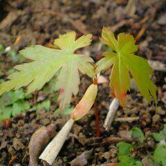 🌱 紅葉 もみじ モモジ 楓 かえで カエデ 🌱 盆栽用？①