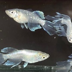 緑光半月