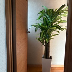 美品　フェイク　観葉植物
