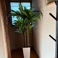 美品　フェイク　観葉植物の画像