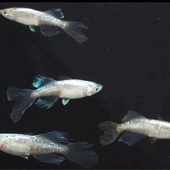 緑光半月
