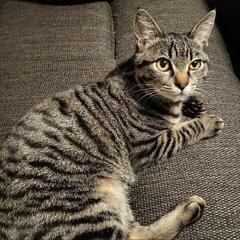 【5/11開催】札幌 猫好き雑談会🐱