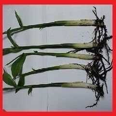 みょうが苗（３０ｃｍ以上）1株より♪　ミョウガをプランターや鉢で家庭菜園（バルコニーで簡単栽培）⓶の画像