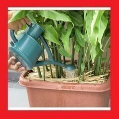 みょうが苗（３０ｃｍ以上）1株より♪　ミョウガをプランターや鉢で...