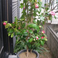 つばき鉢植え  樹高約110cm