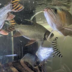(急募‼️)本日今からok‼️【又再値下げ‼️】淡水魚🐠カラープロキロダス推定±35cm‼️の画像