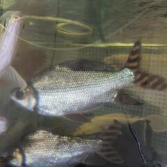 (急募‼️)本日今からok‼️【又再値下げ‼️】淡水魚🐠カラープロキロダス推定±35cm‼️の画像