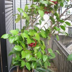 つばき鉢植え  樹高約95cm