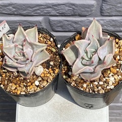 2025.2.27⑧   多肉植物　マディバ　カット苗　1ポット...