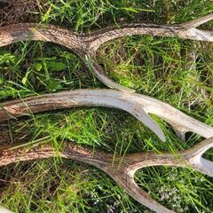 鹿の角　値下げの画像