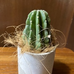 サボテンタンゲマルの画像