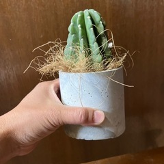 サボテンタンゲマルの画像