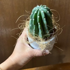 サボテンタンゲマルの画像