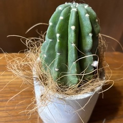 サボテンタンゲマルの画像