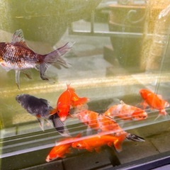 【画像更新】九州長洲産ジャンボ系ブランド金魚 3匹で 