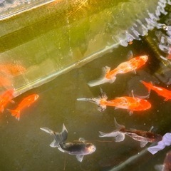 【ラスト1匹】九州長洲産ジャンボ東錦 金魚の画像