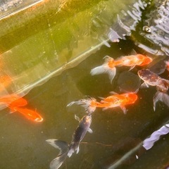 【ラスト1匹】九州長洲産ジャンボ東錦 金魚の画像