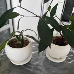 植物2