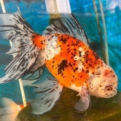 【ラスト1匹】九州長洲産ジャンボ東錦 金魚の画像