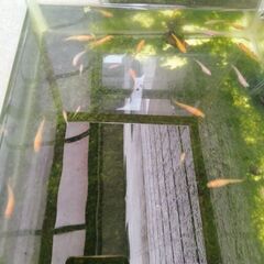 メダカ10匹の画像