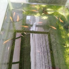 メダカ10匹の画像