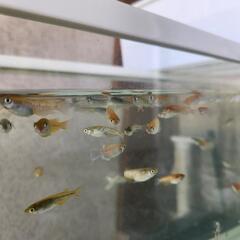 ミックス　メダカ　10匹の画像