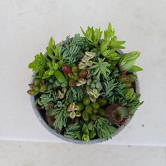 多肉　寄せ植えの画像