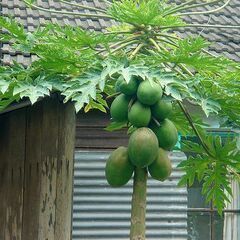 【初心者OK！】発芽寸前 甘い赤肉　冬もOk　南米　大型　赤パパ...