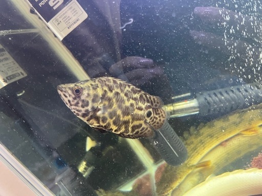 熱帯魚（大型魚）