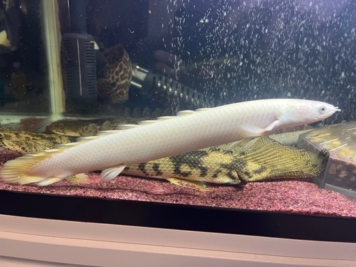 熱帯魚（大型魚）