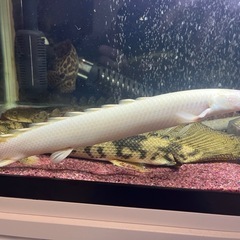 熱帯魚（大型魚）