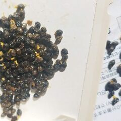【初心者OK！】発芽寸前 甘い赤肉　冬もOk　南米　大型　赤パパイヤの種 45個の画像