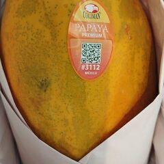 【初心者OK！】発芽寸前 甘い赤肉　冬もOk　南米　大型　赤パパイヤの種 45個の画像