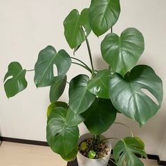 観葉植物 モンステラ