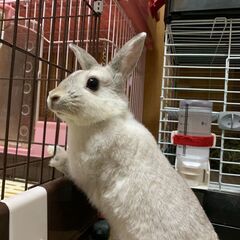 ★里親様✨募集致します★ニブルスちゃん※5/11(日)澄川シェル...