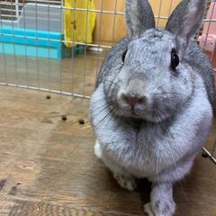 ★里親様✨募集致します★はなびちゃん※5/11(日)澄川シェルタ...