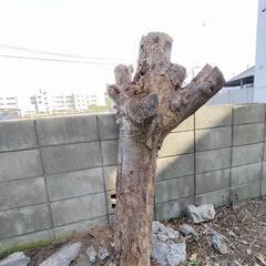 枯木　キャンプの薪等に