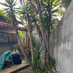 木の伐採、伐採の仕方