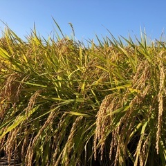 決まりました。お米　あいちの香り　玄米３０キロ 