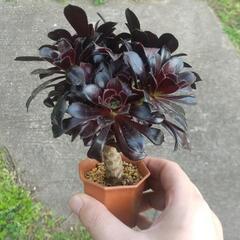 アエオニウム 黒法師