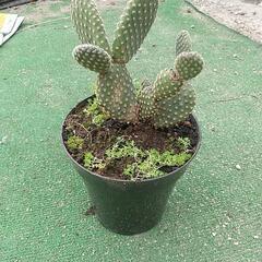 キンエボシサボテン
