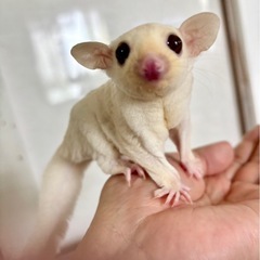 クリミノモザイク　男の子