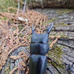 採れたて！ヒラタクワガタ４匹