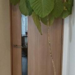 【観葉植物】ウンベラータ　